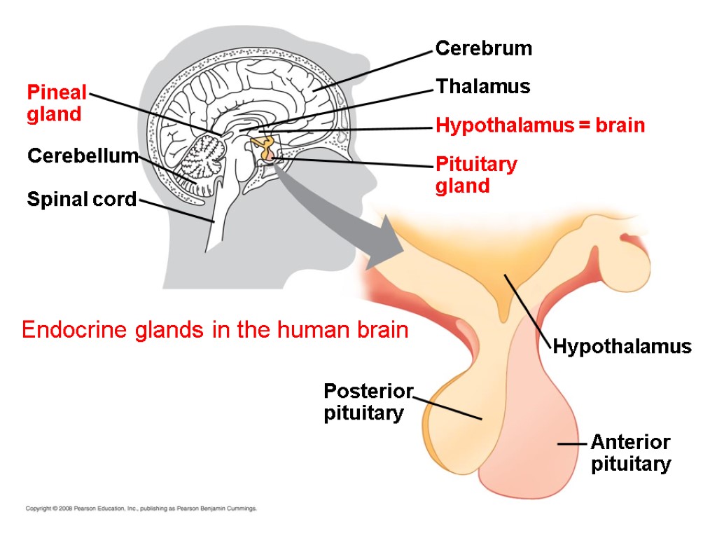 Endocrine glands in the human brain Spinal cord Posterior pituitary Cerebellum Pineal gland Anterior